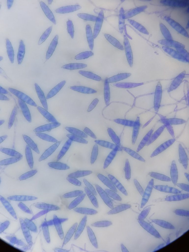 δερματοφυτα σε σκυλο μικροσκόπιο